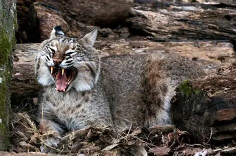 how strong are bobcat teeth